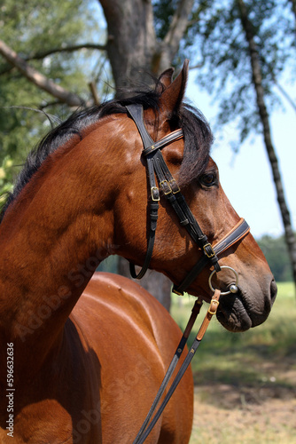 Portrait Pferd © AZ Woodring