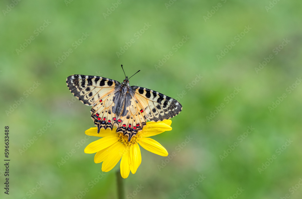Forest Scalloped butterfly (Zerynthia cerisyi) on a plant