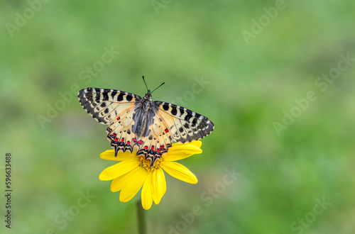 Forest Scalloped butterfly (Zerynthia cerisyi) on a plant © mylasa