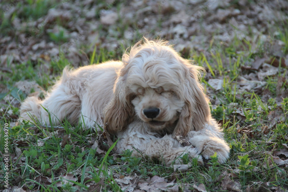 Cocker spaniel in the park Cocker spaniel in the park