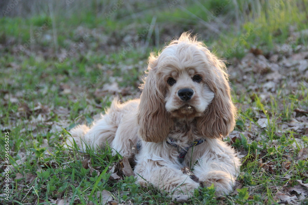 Cocker spaniel in the park Cocker spaniel in the park