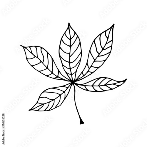 Chestnut leaf in hand drawn style on an isolated white background.