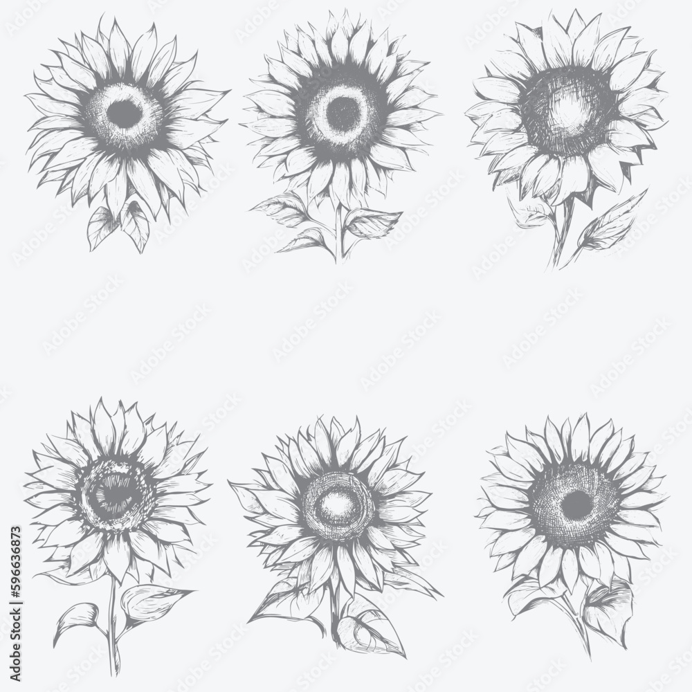 Sunflower sketch art vector illustration set with white artboard Sunflower sketch art vector illustration set with white artboard