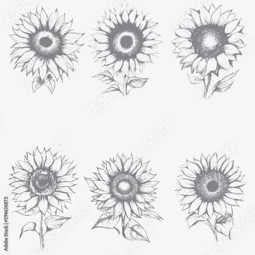 Sunflower sketch art vector illustration set with white artboard