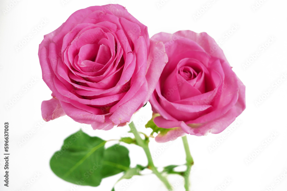 Pink Roses flowers bouquet isolated on white background. Closeup. Pink Roses flowers bouquet isolated on white background. Closeup.