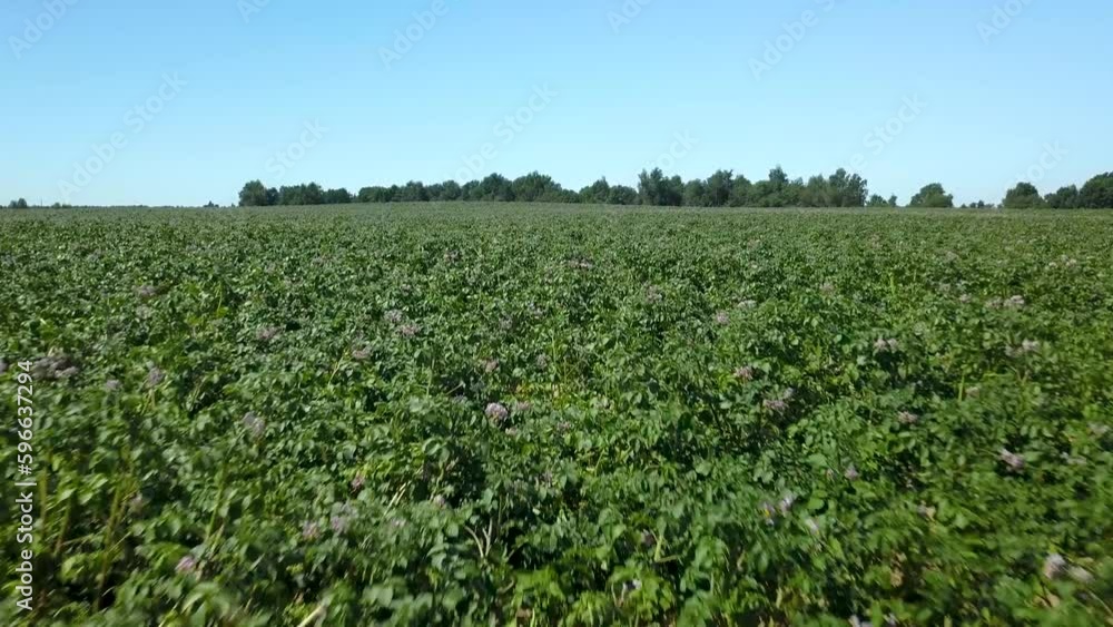 Flying over a dark green flowering potato fields, aerial view Flying over a dark green flowering potato fields, aerial view