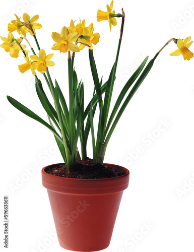 potted plant isolated on white background