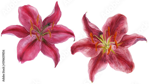 Foto Pink Lily Stargazer, watercolor isolated flowers