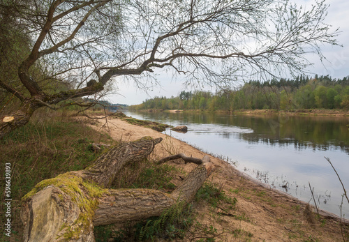 Gauja river landscape with broken willow trees in spring, Latvia.