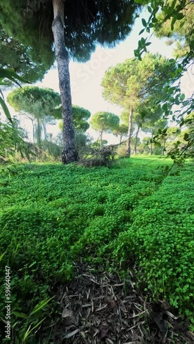 Entrada secreta a un bosque verde de Andalucía