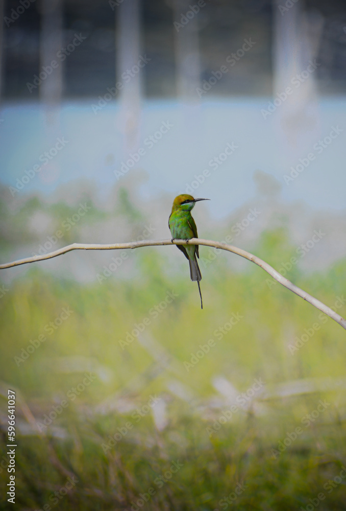 kingfisher on a branch kingfisher on a branch