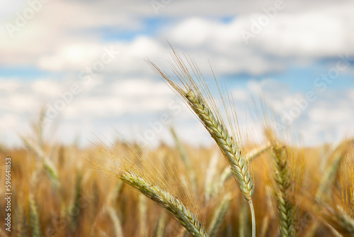 Rural landscape. Close-up of rye ears  a field of ripening rye on a summer day. Time of sunrise or sunset. Rich harvest idea  harvest time concept.