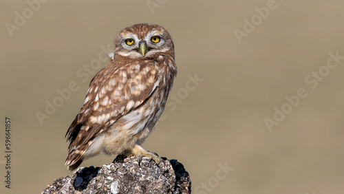 little owl on a rock in nature