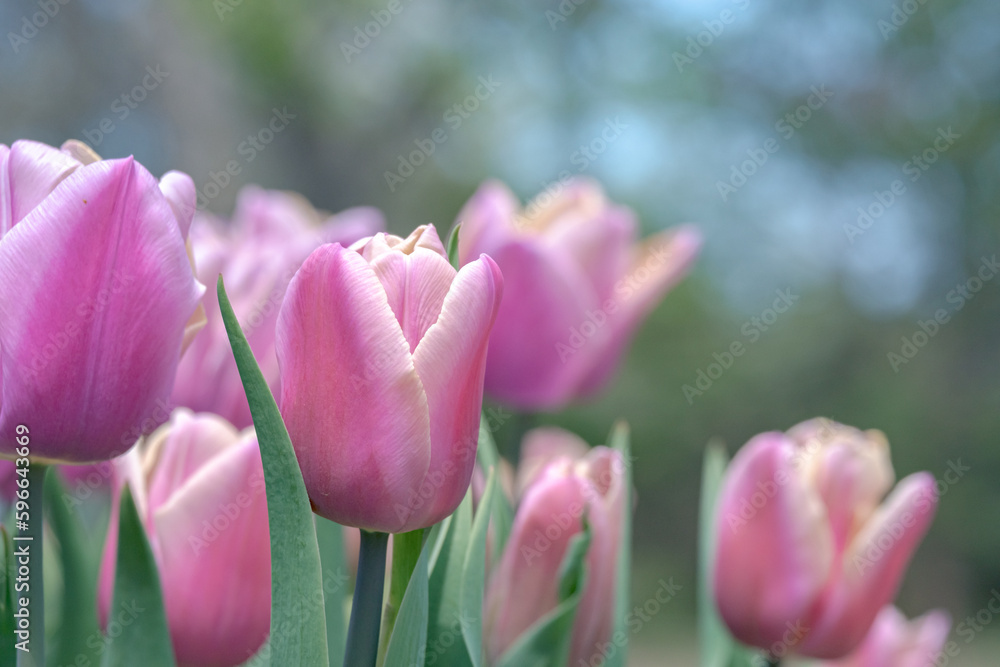 Fototapeta premium 百合が原公園のチューリップ / Tulips at Yurigahara Park