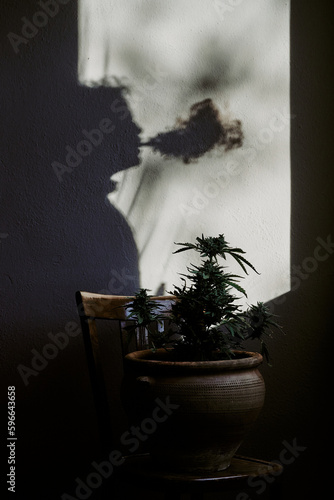 silhouette of a young man smoking marijuana in front of a cannabis plant.