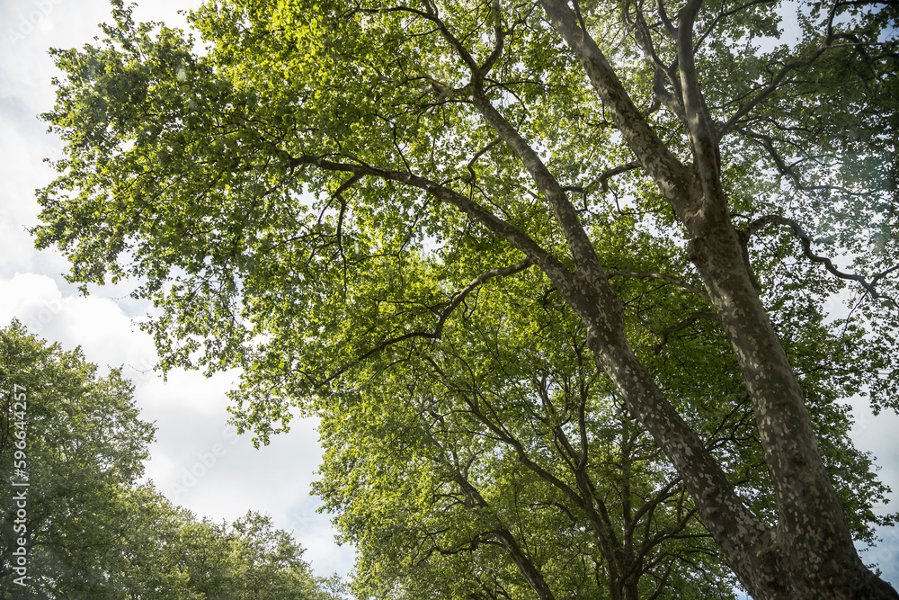 Obraz premium Plane tree with branches full of leaves showing off its magnificence, spring time. Image seen from below with the sky in the background.