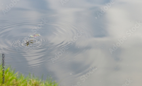 Common Pond Skater in a lake