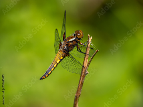 Broad-bodied Chaser Resting on a Stick