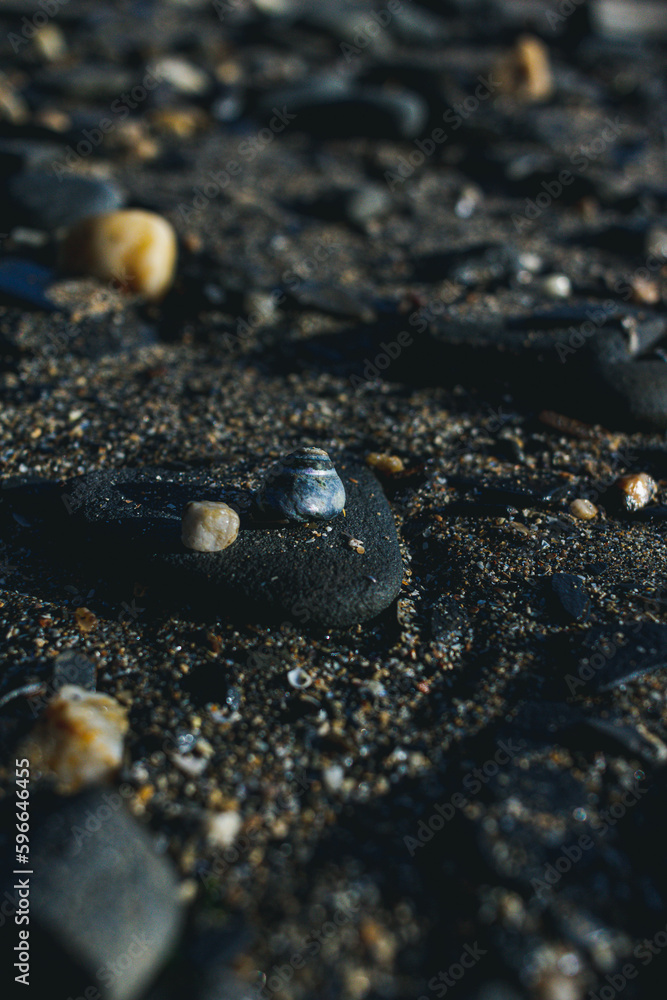 Sea Shells on the Welsh Coast Sea Shells on the Welsh Coast
