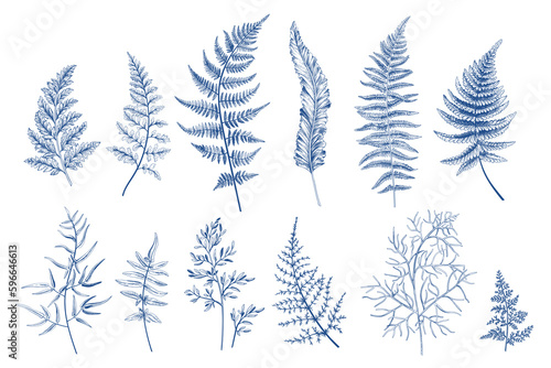 Set with fern leaves. Isolated floral design elements. Blue. Sketch style.