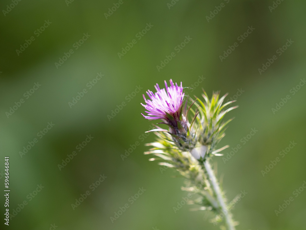 flower of cardus flower of cardus