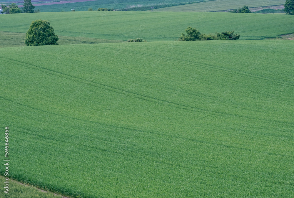 Fototapeta premium 北海道千歳市の農業地帯 / Agricultural area in Chitose, Hokkaido