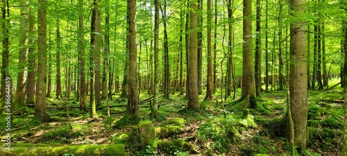 Wald, Natur, Sommer, Bayern, Alpen