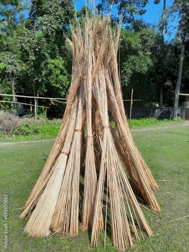 Jute stalks laid for sun drying. Jute cultivation in Assam, India. Dry jute stem image