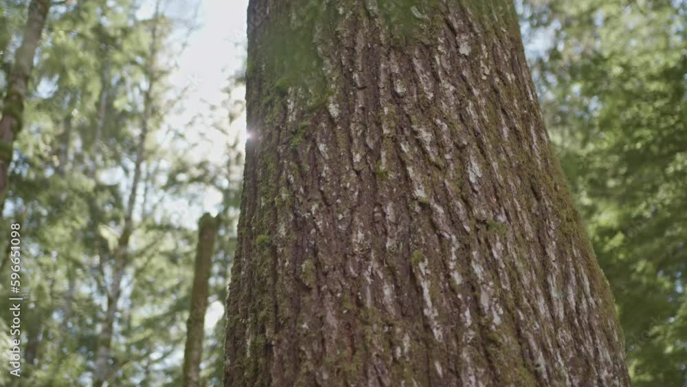 An old growth tree in a forest in the Pacific Northwest. Trees in a forest grove in British Columbia. A large old tree standing tall in the old growth forest. An old growth tree in a forest in the Pacific Northwest. Trees in a forest grove in British Columbia. A large old tree standing tall in the old growth forest.