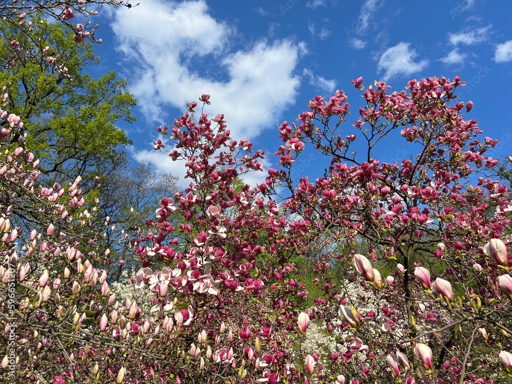 Obraz premium Magnolia trees pink purple white flowers spring blossom in garden .