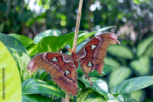 largest butterfly in the world. atlas butterfly. injured in his wing. Danaus plexippus