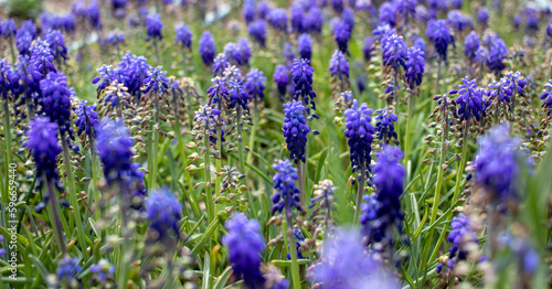 Purple wildflowers garden, close-up. garden flower in spring.