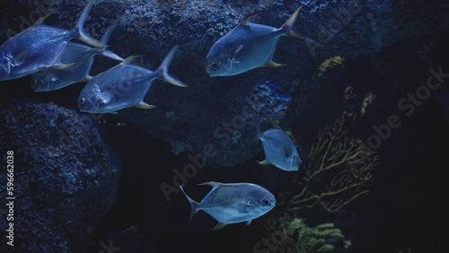 The permit Trachinotus falcatus is a game fish of the western Atlantic Ocean. In rocks and corals. photo