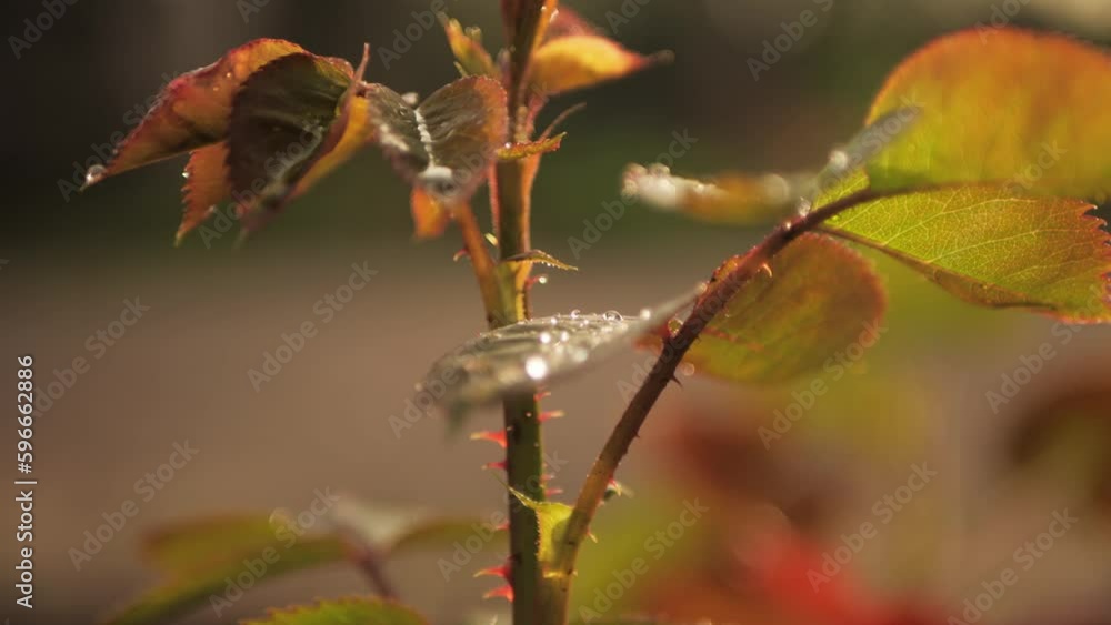 red rose leaves with raindrops, wet rose leaves, rose stem with raindrops, wet rose bush with rain falling on it, rose bush in flower garden on natural background red rose leaves with raindrops, wet rose leaves, rose stem with raindrops, wet rose bush with rain falling on it, rose bush in flower garden on natural background