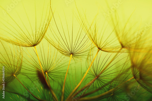 Dandelion flower  abstract background