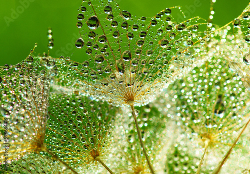 Dandelion flower background...
