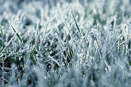 Close up frozen ice on grass