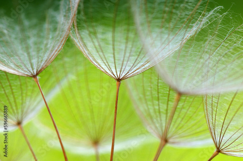 Dandelion flower  abstract ...