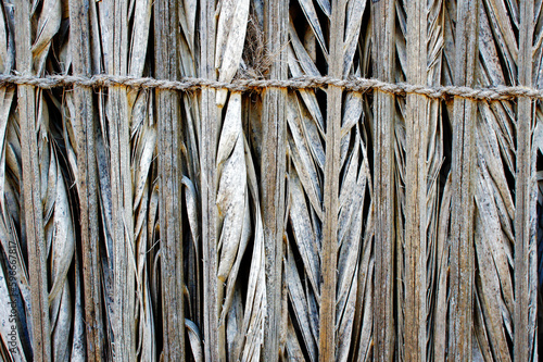 Dried palm fronds photo