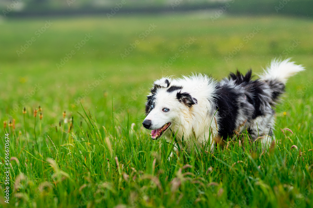 Young wet boder collie dog (blue merle) with blue eyes shaking off the water in the field. Happy walking dog. Domestic animals and pets.