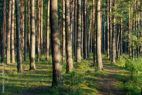 Pine forest © v_blinov