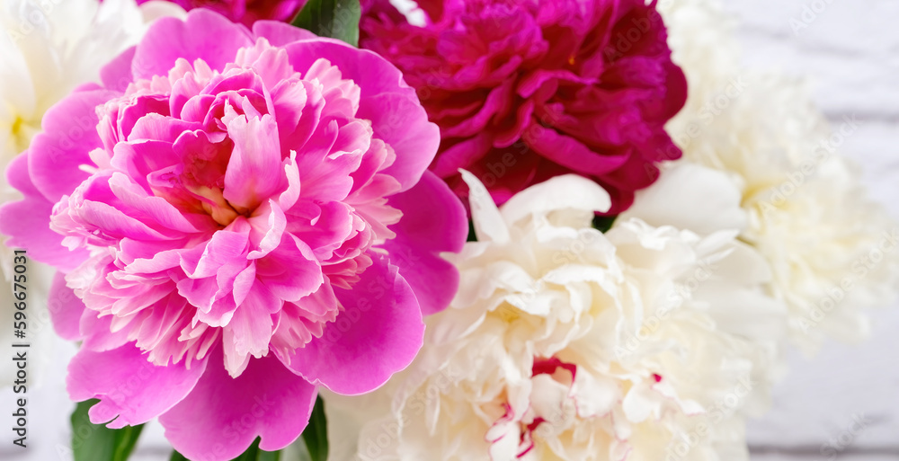 Pink and white peony flowers close up background. Wallpaper, backdrop, banner, header copy space