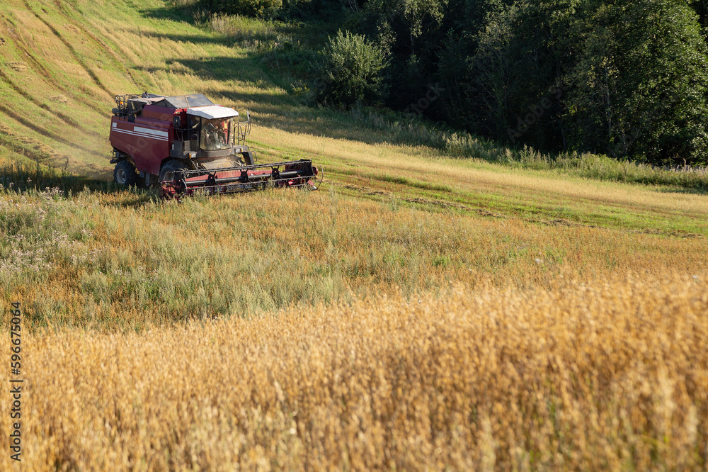 Fototapeta premium Harvesting with combines