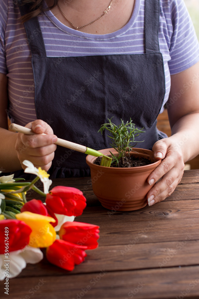 A woman holds a flower in a pot, caring for domestic plants. Growing rosemary in a flower pot