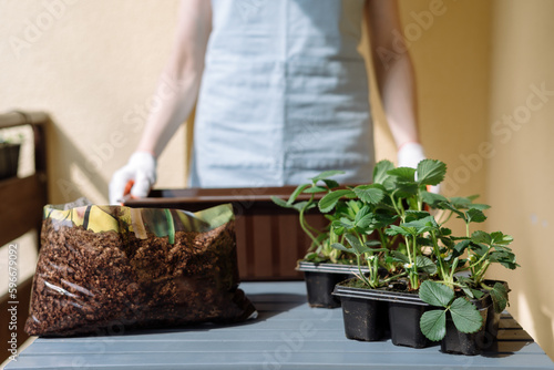 Fotografia Seedlings with strawberries close to bag with soil