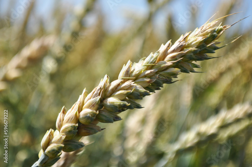 Grown crop of cereals, close-up of wheat seeds, plants in the field photo