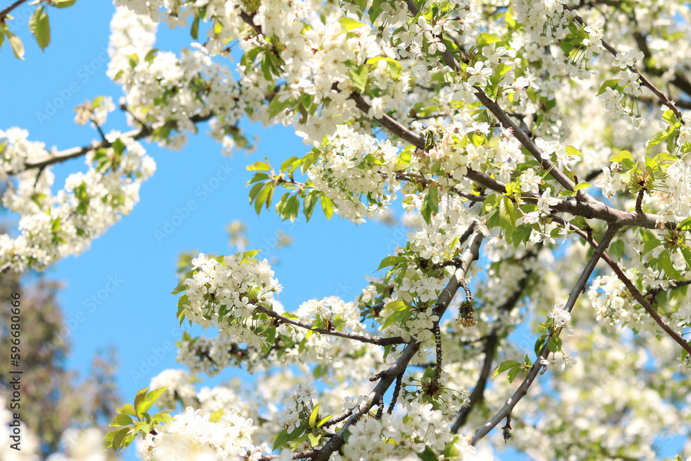 Branches of blossoming white cherries against a blue sky, selective focus. Blooming tree in spring, branches in different focus. Natural background Branches of blossoming white cherries against a blue sky, selective focus. Blooming tree in spring, branches in different focus. Natural background