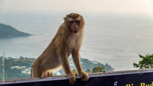 Monkey Thailand 