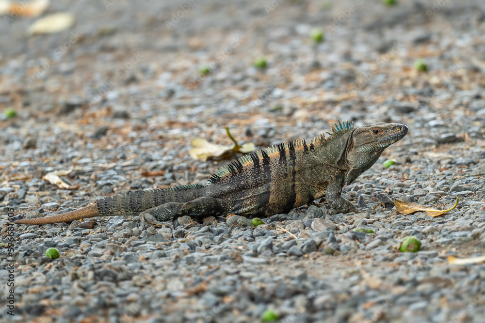Obraz premium Common Green Iguana - Iguana iguana, large popular lizard from Central and Latin America woodlands, forests and fresh waters shores, Cambutal, Panama.