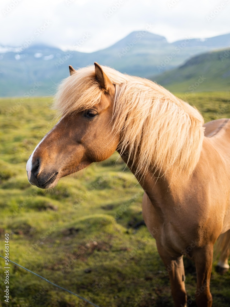 Fototapeta premium Icelandic horses grazing at the Berg Horse Farm in Iceland. High quality photo. The beautiful horses of Iceland roaming the grassy plains of the Snaefellsnes peninsula.